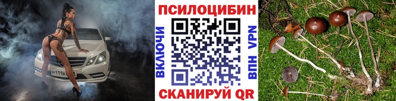 магазин продажи наркотиков  Михайловск  Галлюциногенные грибы Cubensis 